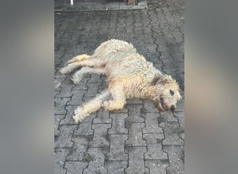 Falcor wartet in Deutschland auf seine Menschen