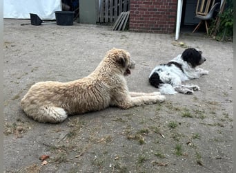 Falcor wartet in Deutschland auf seine Menschen