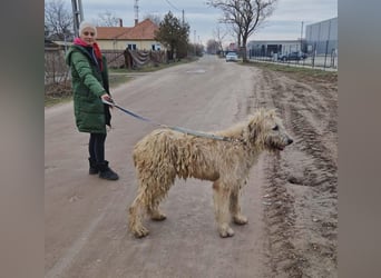 Falcor wartet in Deutschland auf seine Menschen