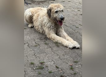 Falcor wartet in Deutschland auf seine Menschen