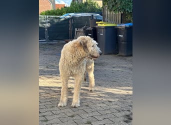 Falcor wartet in Deutschland auf seine Menschen
