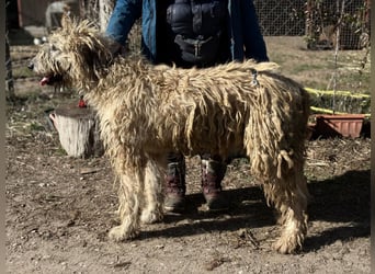 Falcor sucht sein Für-immer-Zuhause