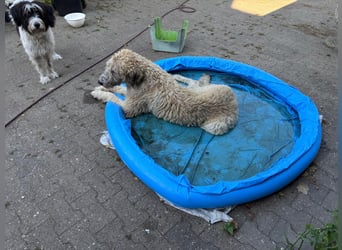Falcor wartet in Deutschland auf seine Menschen