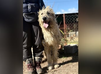 Falcor wartet in Deutschland auf seine Menschen