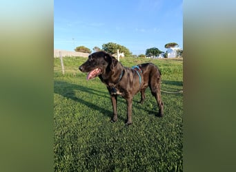 Irish Wolfhound-Mix-Mädchen sucht artgerechtes Zuhause