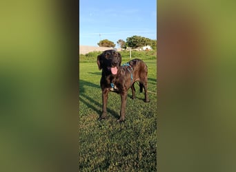 Irish Wolfhound-Mix-Mädchen sucht artgerechtes Zuhause