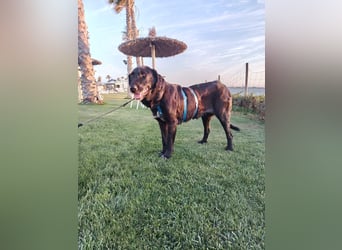 Irish Wolfhound-Mix-Mädchen sucht artgerechtes Zuhause