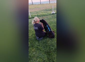Irish Wolfhound-Mix-Mädchen sucht artgerechtes Zuhause