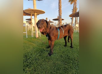 Irish Wolfhound-Mix-Mädchen sucht artgerechtes Zuhause