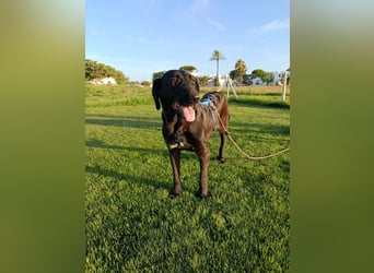 Irish Wolfhound-Mix-Mädchen sucht artgerechtes Zuhause