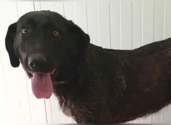 Irish Wolfhound-Mix-Mädchen sucht artgerechtes Zuhause