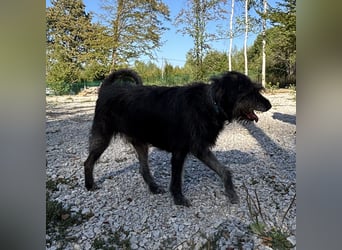 Gulliver ein großer Engel