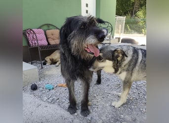 Gulliver ein großer Engel