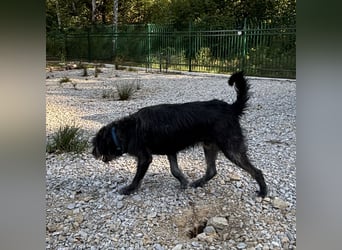 Gulliver ein großer Engel