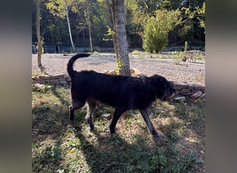 Gulliver ein großer Engel