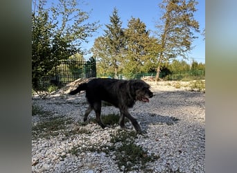 Gulliver ein großer Engel