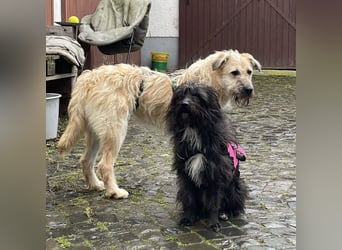 Uma ein freundlicher Engel