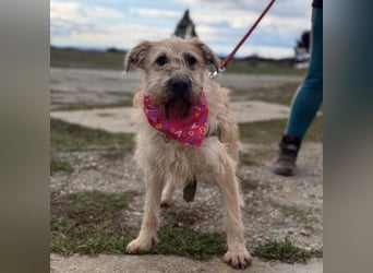 Uma ein freundlicher Engel