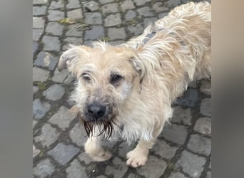 Uma ein freundlicher Engel