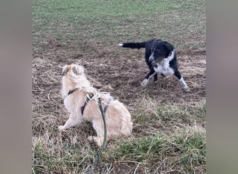 Uma ein freundlicher Engel