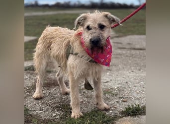 Uma ein freundlicher Engel