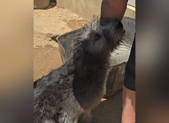 Dina: ein Wuschel zum Verlieben