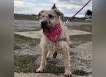 Uma eine tolle Seele eingesperrt im Zwinger