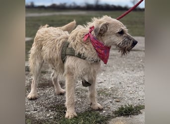 Uma eine tolle Seele eingesperrt im Zwinger