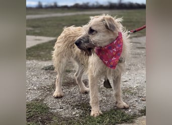 Uma eine tolle Seele eingesperrt im Zwinger