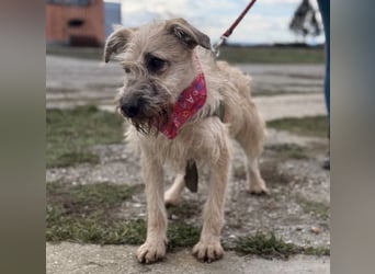 Uma eine tolle Seele eingesperrt im Zwinger