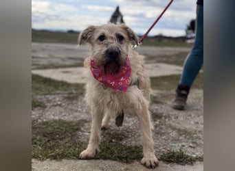 Uma eine tolle Seele eingesperrt im Zwinger