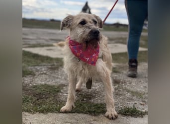 Uma eine tolle Seele eingesperrt im Zwinger