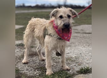 Uma eine tolle Seele eingesperrt im Zwinger