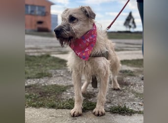 Uma eine tolle Seele eingesperrt im Zwinger