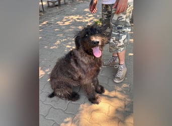 Scooby Doo-BR – sanfter Riese mit einem Herzen aus Gold