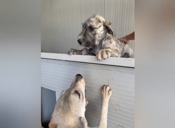 Cassandra:  Hallo, hier bin ich!