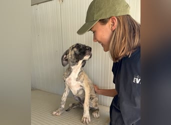 Collinella: Hallo, hier bin ich!