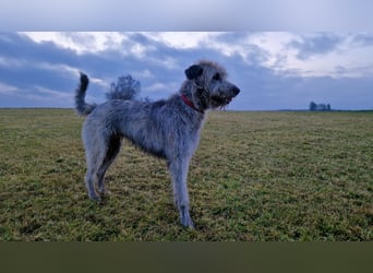 Drei Irish Wolfhound Mädels, suchen ein neues Zuhause.