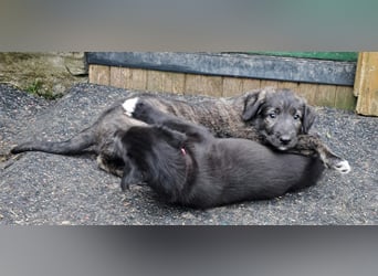 Drei Irish Wolfhound Mädels, suchen ein neues Zuhause.