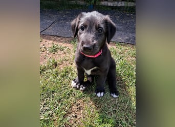 Drei Irish Wolfhound Mädels, suchen ein neues Zuhause.