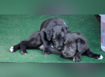 Drei Irish Wolfhound Mädels, suchen ein neues Zuhause.