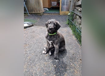 Drei Irish Wolfhound Mädels, suchen ein neues Zuhause.