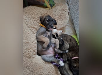 Hallo, wir suchen tolle neue Familien