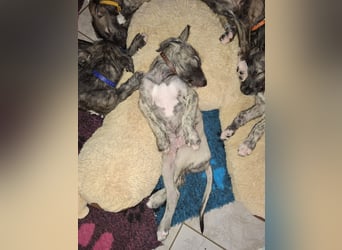 Hallo, wir suchen tolle neue Familien