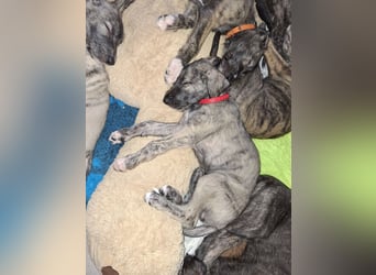Hallo, wir suchen tolle neue Familien