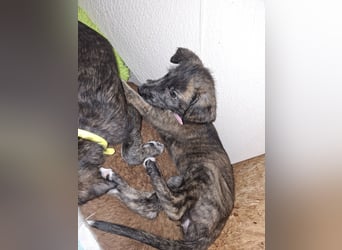Hallo, wir suchen tolle neue Familien