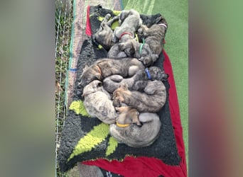 Hallo, wir suchen tolle neue Familien