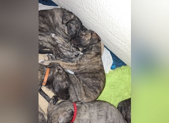 Hallo, wir suchen tolle neue Familien