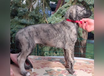 Hallo, wir suchen tolle neue Familien