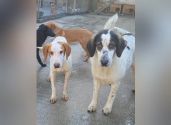 Bracken-Bub ♥Tilly♥ wahrer Sonnenschein